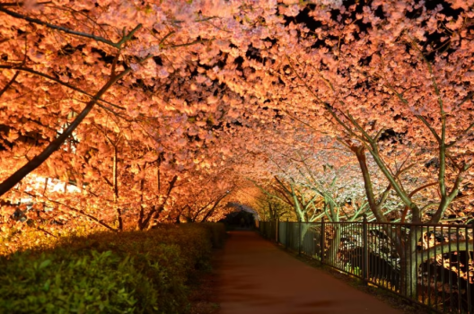河津桜ライトアップ