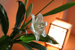 各部屋生花が飾られており、心なごみます