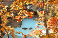 紅葉野天