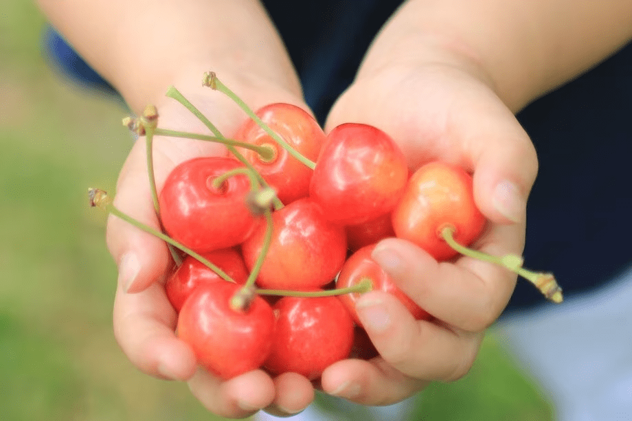 両手いっぱいに広がる、初夏のしあわせ。さくらんぼ時間♪
