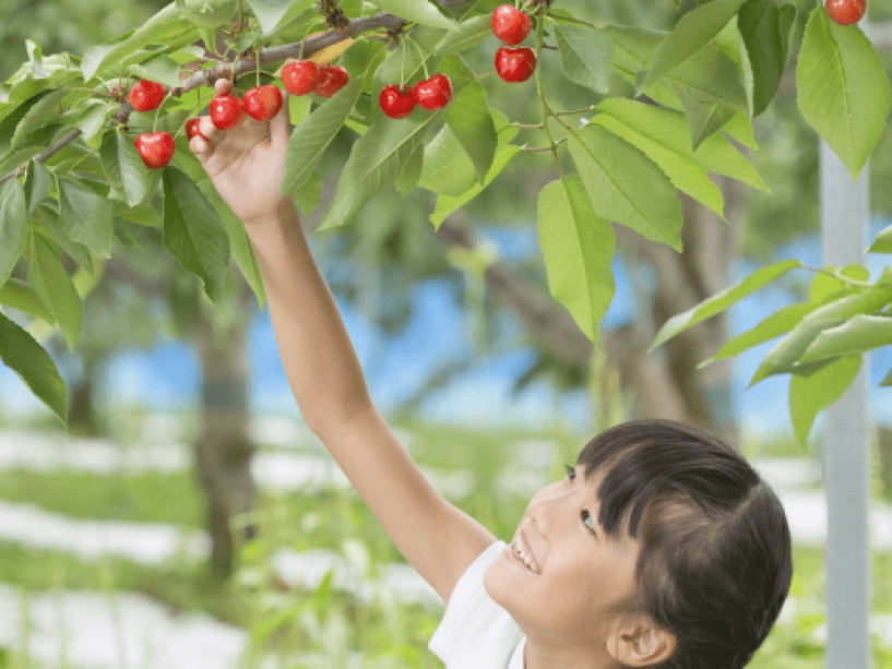 世界一美味しい山形のさくらんぼをもぎとってすぐに食べられる幸せをどうぞ