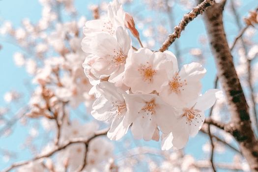 お部屋からの桜をお楽しみください（イメージ）