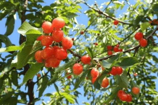 青空の下、赤く実る旬のごちそう。さくらんぼ♪