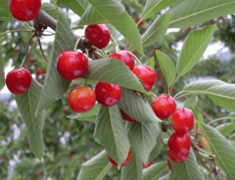 山形の代名詞「さくらんぼ」　世界で1番美味しいと言われている山形のさくらんぼを是非御賞味ください
