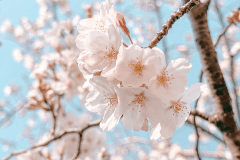 お部屋からの桜をお楽しみください（イメージ）