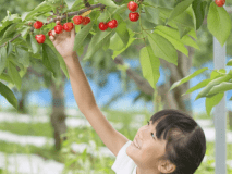 世界一美味しい山形のさくらんぼをもぎとってすぐに食べられる幸せをどうぞ