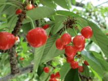 ぷっくりとした赤い宝石！みずみずしく美味しい山形のさくらんぼです