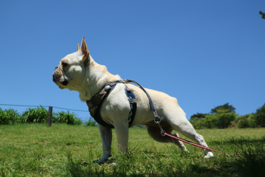 【ペットと泊まれる｜1泊朝食】ペット同伴OK◆ゆとりある客室で愛犬と一緒に過ごす特別なひとときを