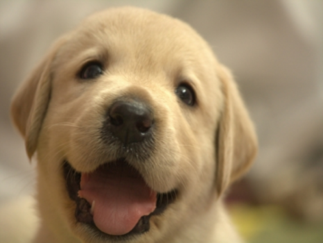 【ペットと泊まれる｜1泊2食】専用フロア1室限定！ペット同伴可能なお部屋で愛犬と素敵な思い出を