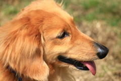 □《ペット専用》特別和洋室【98平米】（禁煙／2～6名）