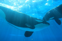 【鴨川シーワールドチケット付｜1泊2食】ファミリーやカップルに最適◆食事も観光も充実の水族館の特典付
