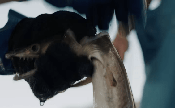 【名店「海舟」が手がける】 愛媛のローカルキュイジーヌ体験プラン