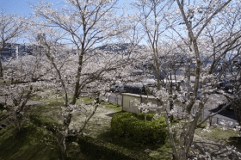 春の桜(ダブル・ツイン・和室からの眺望)シングルからは見えません 春の桜(ダブル・ツイン・和室からの眺望)シングルからは見えません