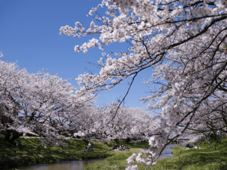 【玉湯川沿いの桜】約400本の桜の木が並ぶお花見スポット。