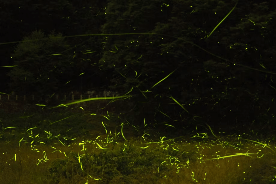 【辰野ほたる祭り】ホタルが乱舞する風景は美しく幻想的