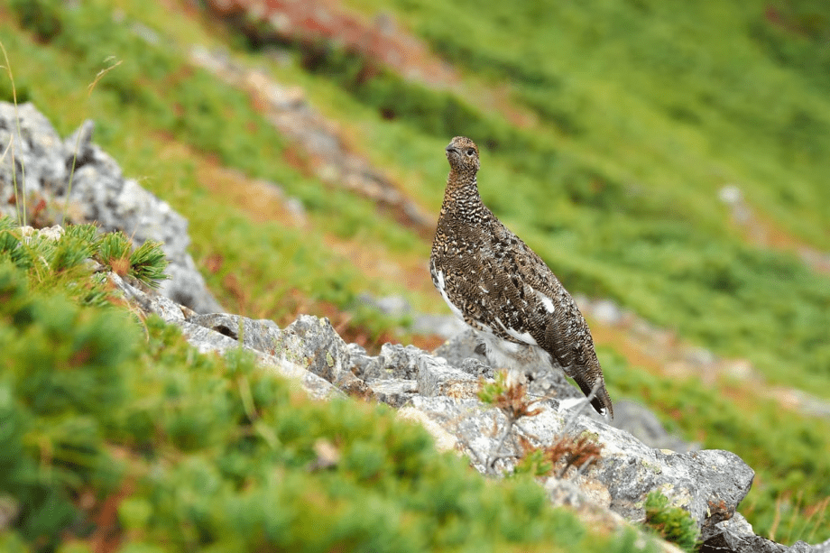 復活のライチョウに出会う「木曽駒ケ岳登山と魅力発見セミナー」 復活のライチョウに出会う「木曽駒ケ岳登山と魅力発見セミナー」