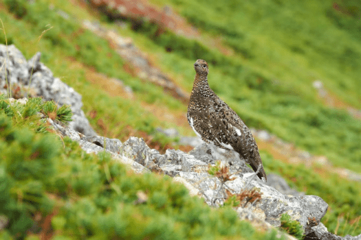 復活のライチョウに出会う「木曽駒ケ岳登山と魅力発見セミナー」 復活のライチョウに出会う「木曽駒ケ岳登山と魅力発見セミナー」