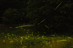 【辰野ほたる祭り】ホタルが乱舞する風景は美しく幻想的