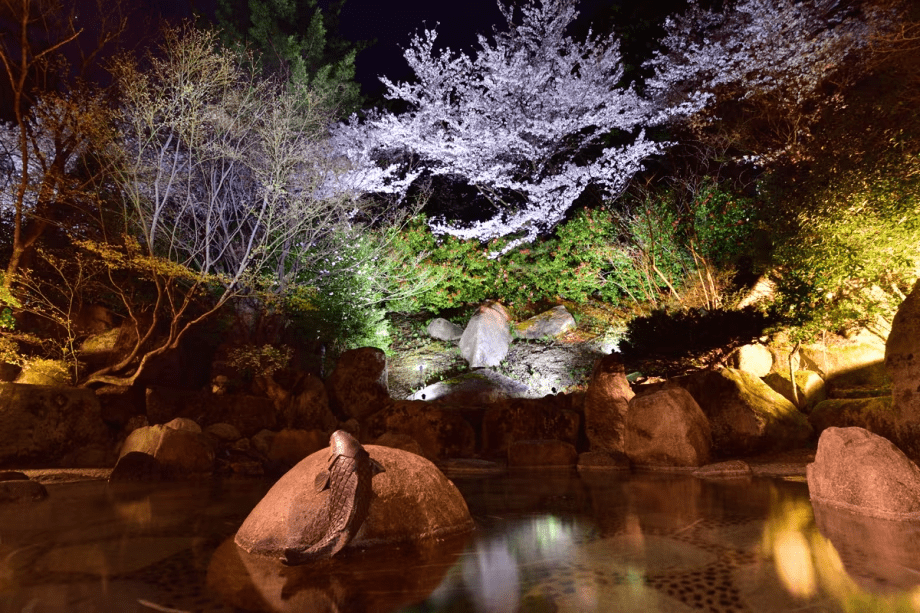 夜桜を楽しむ露天風呂