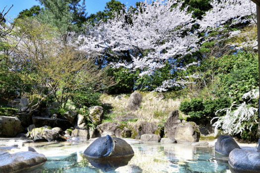 春の醍醐味、花見露天風呂