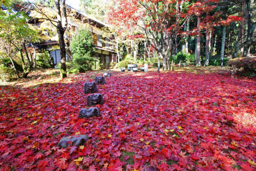 新　紅葉は落葉後も赤い絨毯となり目を楽しませてくれます