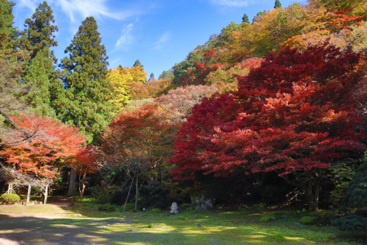 新　青空に映える庭園の紅葉
