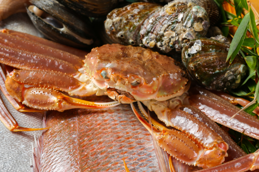 【活ガニプラン】新潟県有数の漁場である佐渡・粟島の厳選ズワイガニ