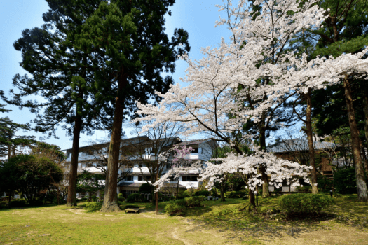 庭園に咲く桜をお楽しみいただけます