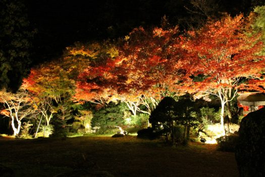 【庭園　秋】ライトアップされた夜の紅葉