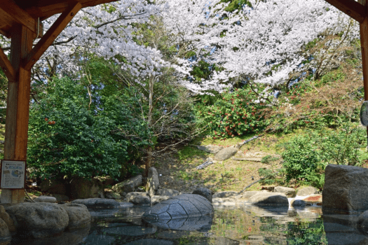 桜の季節は花見風呂が楽しめます