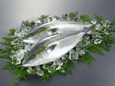 脂の乗った寒ブリは様々なお料理で