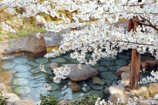 春の醍醐味、花見露天風呂