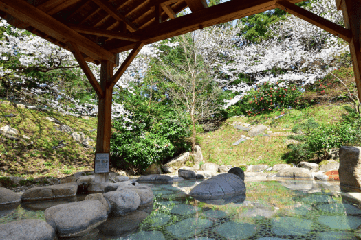 春の醍醐味、花見露天風呂