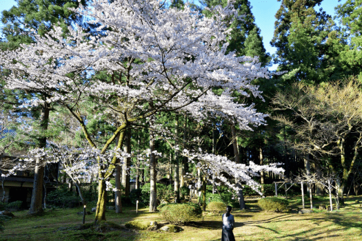 お庭ではお花見も