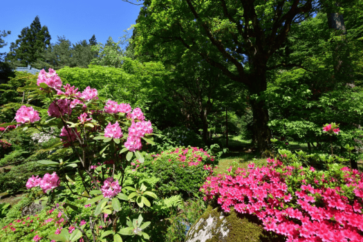 【庭園】季節の花咲く長生館の庭園