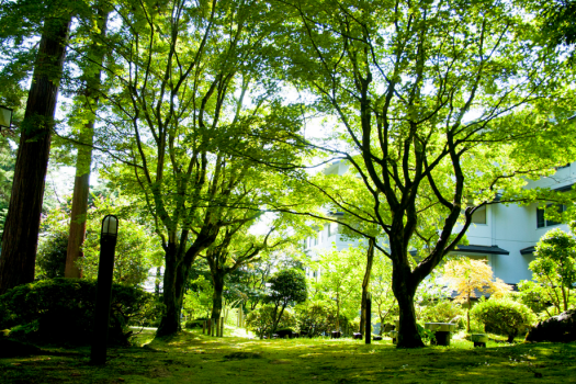 【庭園】緑が眩しい長生館の庭園