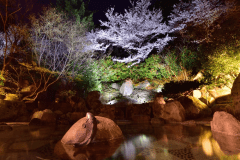 夜桜を楽しむ露天風呂