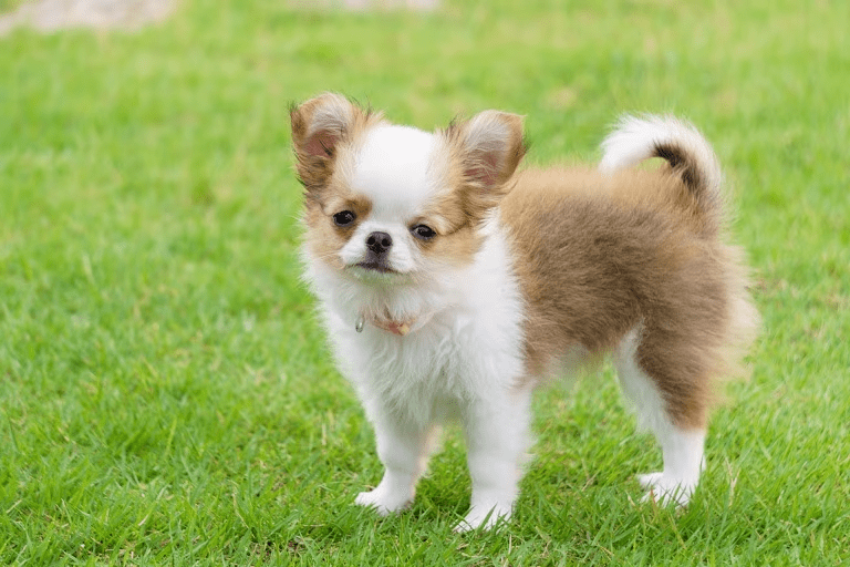 ワンちゃんと一緒にご宿泊♪