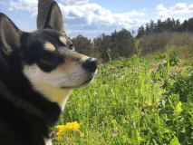 【豪華プラン(2食付）】三陸蝦夷アワビ・気仙沼産フカヒレ姿煮付き！【ペット同伴OK】