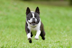 ドッグラン完備☆ご自由にお使いいただけます♪