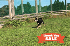 ４４周年感謝セール