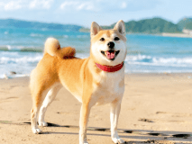 ワンちゃんと一緒にご宿泊♪