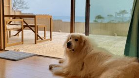 「蒼天」太平洋一望！【素泊まり】【ペット可】ワンちゃんと一緒に素泊まりペットプラン◆現金払のみ◆特別室オープン1周年記念特別価格40％OFF！！