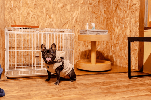 *【ペット同伴】洋室ツイン6畳