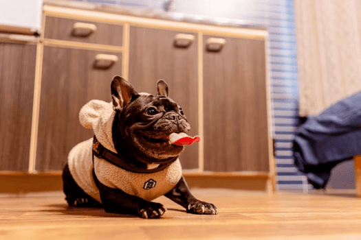 *【ペット同伴】洋室ツイン6畳