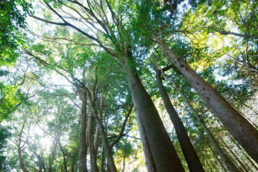 森林浴で心と身体をリフレッシュ。大自然に囲まれた信濃大町で自由気ままな一人旅。