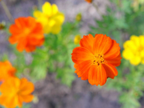 あづみの公園では四季折々の花をお愉しみ頂けます。