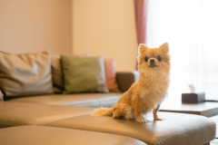 ペット同伴可｜D棟〈ロイヤルクリスタルスイート　Spa　with Dogs〉