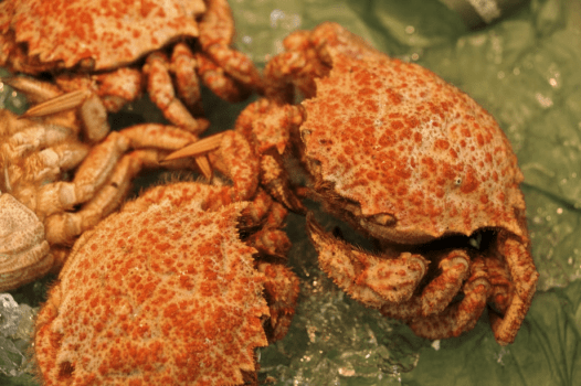 トゲグリガニ　※イメージです