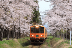 桜と津軽鉄道